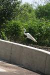 <img100*0:stuff/z/73640/crane.1/i1277871169_15.jpg>