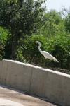 <img100*0:stuff/z/73640/crane.1/i1277871171_17.jpg>