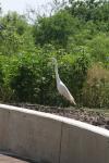 <img100*0:stuff/z/73640/crane.1/i1277871171_18.jpg>