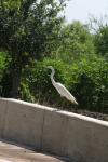 <img100*0:stuff/z/73640/crane.1/i1277871172_19.jpg>