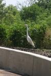 <img100*0:stuff/z/73640/crane.1/i1277871173_20.jpg>