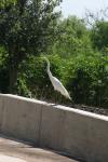 <img100*0:stuff/z/73640/crane.1/i1277871174_21.jpg>