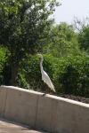 <img100*0:stuff/z/73640/crane.1/i1277872650_1.jpg>