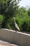 <img100*0:stuff/z/73640/crane.1/i1277872651_2.jpg>