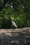 <img100*0:stuff/z/73640/crane.1/i1277872652_3.jpg>