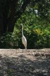 <img100*0:stuff/z/73640/crane.1/i1277872652_4.jpg>