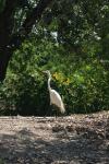 <img100*0:stuff/z/73640/crane.1/i1277872654_6.jpg>