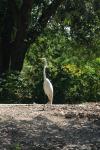 <img100*0:stuff/z/73640/crane.1/i1277872655_7.jpg>