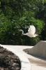 Crane.1
