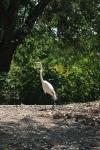 <img100*0:stuff/z/73640/crane.1/i1277872656_9.jpg>