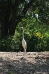 <img100*0:stuff/z/73640/crane.1/i1277872657_10.jpg>