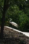 <img100*0:stuff/z/73640/crane.1/i1277872658_11.jpg>