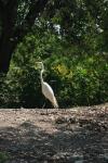 <img100*0:stuff/z/73640/crane.1/i1277872659_12.jpg>