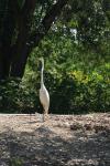<img100*0:stuff/z/73640/crane.1/i1277872660_13.jpg>