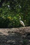<img100*0:stuff/z/73640/crane.1/i1277872661_14.jpg>