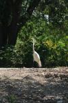 <img100*0:stuff/z/73640/crane.1/i1277872661_15.jpg>