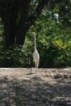 <img100*0:stuff/z/73640/crane.1/i1277872662_16.jpg>