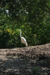 <img100*0:stuff/z/73640/crane.1/i1277872663_17.jpg>