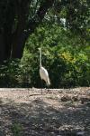 <img100*0:stuff/z/73640/crane.1/i1277872664_18.jpg>