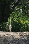 <img100*0:stuff/z/73640/crane.1/i1277872665_19.jpg>