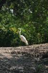 <img100*0:stuff/z/73640/crane.1/i1277872665_20.jpg>