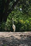 <img100*0:stuff/z/73640/crane.1/i1277872666_21.jpg>