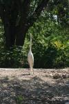 <img100*0:stuff/z/73640/crane.1/i1277872667_22.jpg>