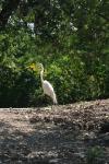 <img100*0:stuff/z/73640/crane.1/i1277872667_23.jpg>