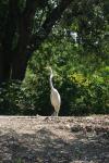 <img100*0:stuff/z/73640/crane.1/i1277872668_24.jpg>