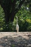 <img100*0:stuff/z/73640/crane.1/i1277872669_25.jpg>