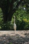 <img100*0:stuff/z/73640/crane.1/i1277910795_1.jpg>