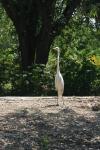 <img100*0:stuff/z/73640/crane.1/i1277910796_2.jpg>