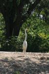 <img100*0:stuff/z/73640/crane.1/i1277910797_3.jpg>