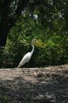 <img100*0:stuff/z/73640/crane.1/i1277910798_4.jpg>