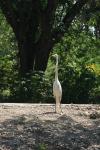 <img100*0:stuff/z/73640/crane.1/i1277910798_5.jpg>