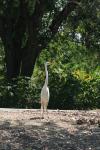 <img100*0:stuff/z/73640/crane.1/i1277910799_6.jpg>