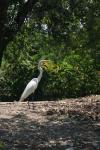 <img100*0:stuff/z/73640/crane.1/i1277910799_7.jpg>