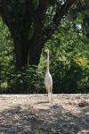 <img100*0:stuff/z/73640/crane.1/i1277910800_8.jpg>