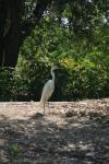 <img100*0:stuff/z/73640/crane.1/i1277910801_9.jpg>