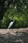 <img100*0:stuff/z/73640/crane.1/i1277910802_10.jpg>