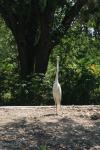 <img100*0:stuff/z/73640/crane.1/i1277910803_11.jpg>