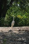 <img100*0:stuff/z/73640/crane.1/i1277910804_12.jpg>