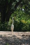 <img100*0:stuff/z/73640/crane.1/i1277910804_13.jpg>