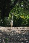 <img100*0:stuff/z/73640/crane.1/i1277910806_15.jpg>
