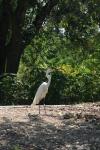 <img100*0:stuff/z/73640/crane.1/i1277910806_16.jpg>