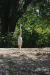 <img100*0:stuff/z/73640/crane.1/i1277910807_17.jpg>