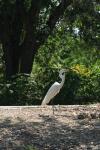 <img100*0:stuff/z/73640/crane.1/i1277910808_18.jpg>
