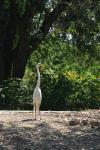 <img100*0:stuff/z/73640/crane.1/i1277910809_19.jpg>