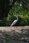<img100*0:stuff/z/73640/crane.1/i1277910810_20.jpg>