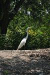 <img100*0:stuff/z/73640/crane.1/i1277914653_1.jpg>
